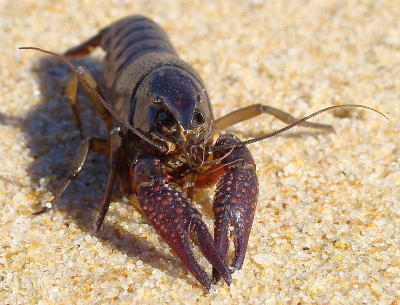 Procambarus clarkii