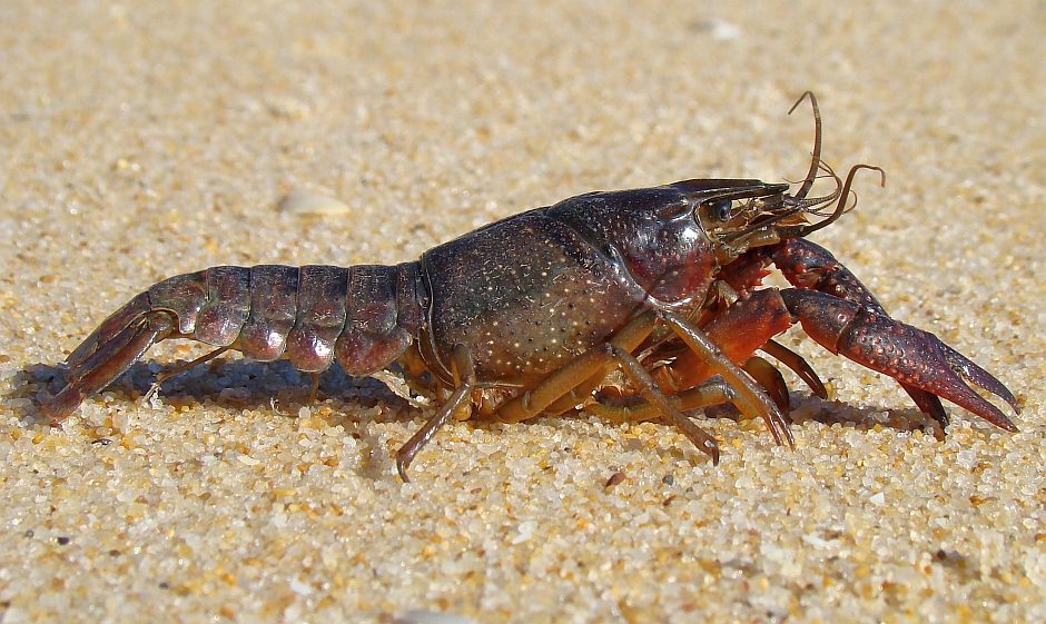 Procambarus clarkii