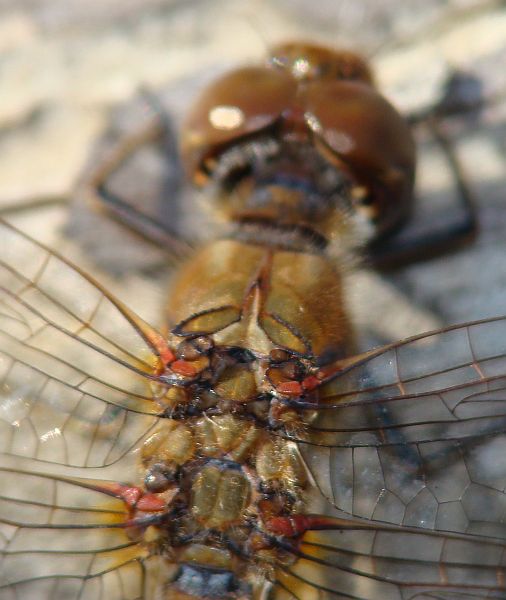 Sympetrum fonscolombii ??? no, striolatum