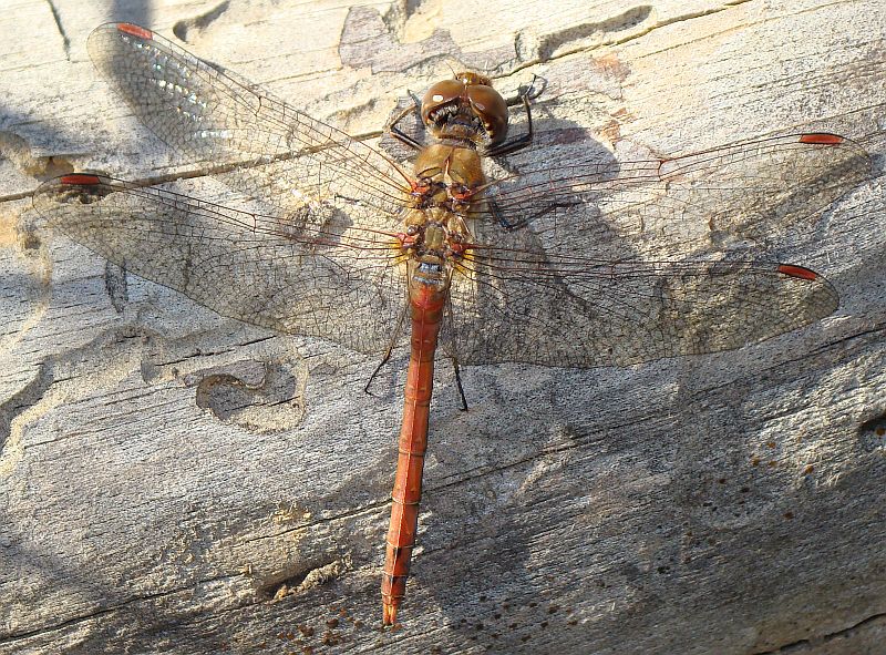 Sympetrum fonscolombii ??? no, striolatum