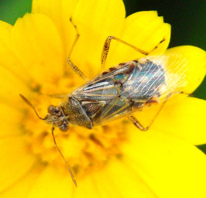 Rhopalidae: Liorhyissus hyalinus dell''Algarve