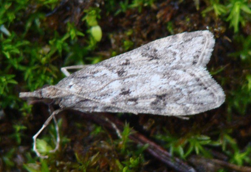 Eudonia angustea - Crambidae Scopariinae