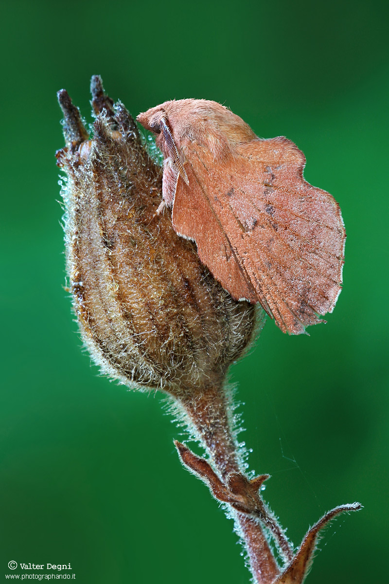 Falena molto mimetica