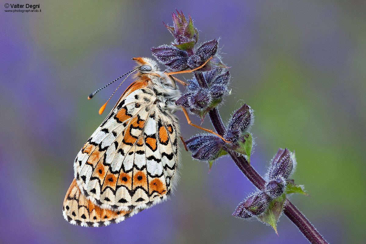 Melitaea - Melitaea cinxia