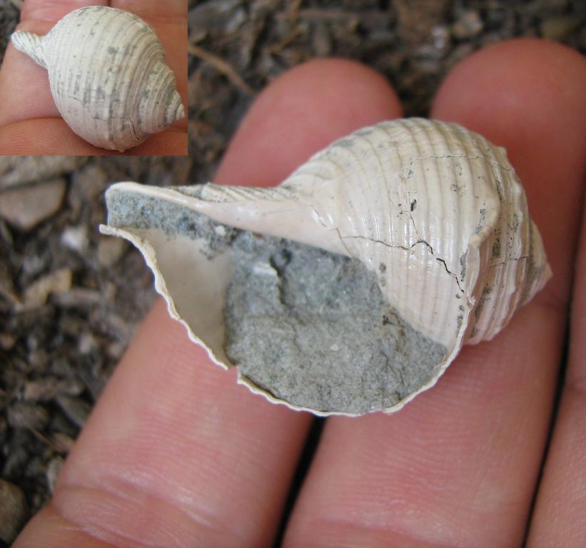 Eudolium fasciatum (Borson, 1821) - Pliocene