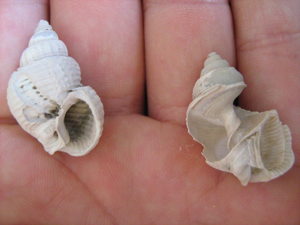 id pliocene biellese