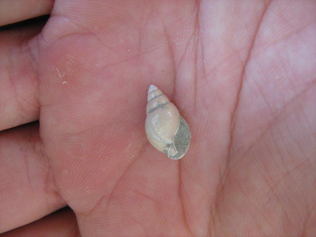 gasteropode pliocene biellese - Nassarius sp.