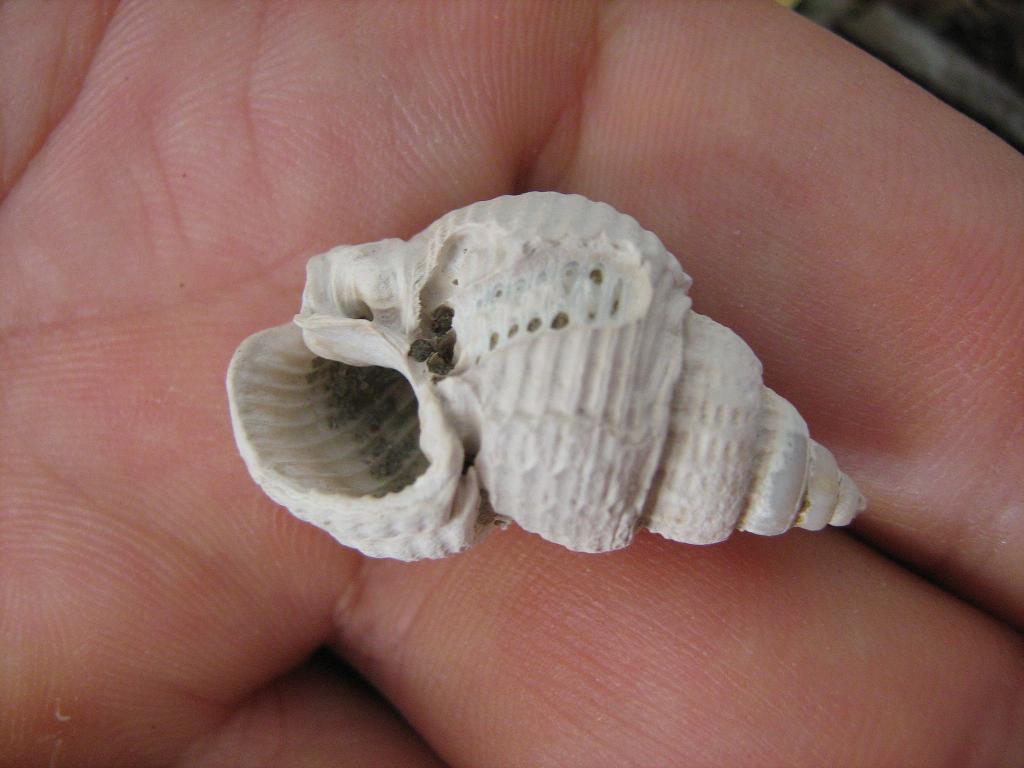 id pliocene biellese