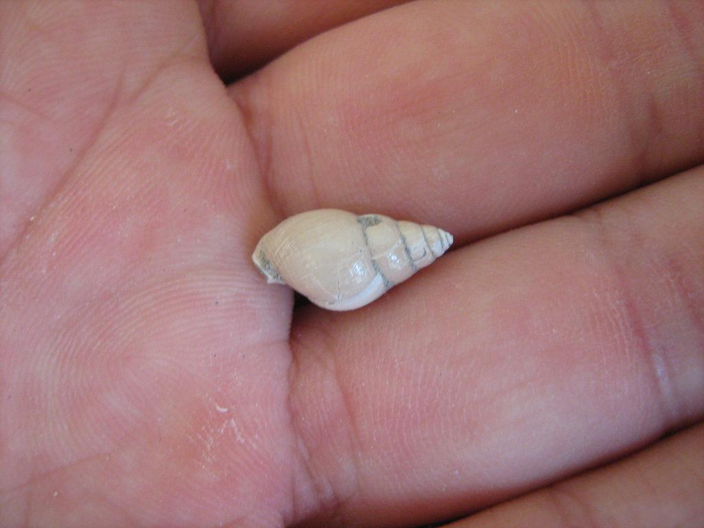 gasteropode pliocene biellese - Nassarius sp.