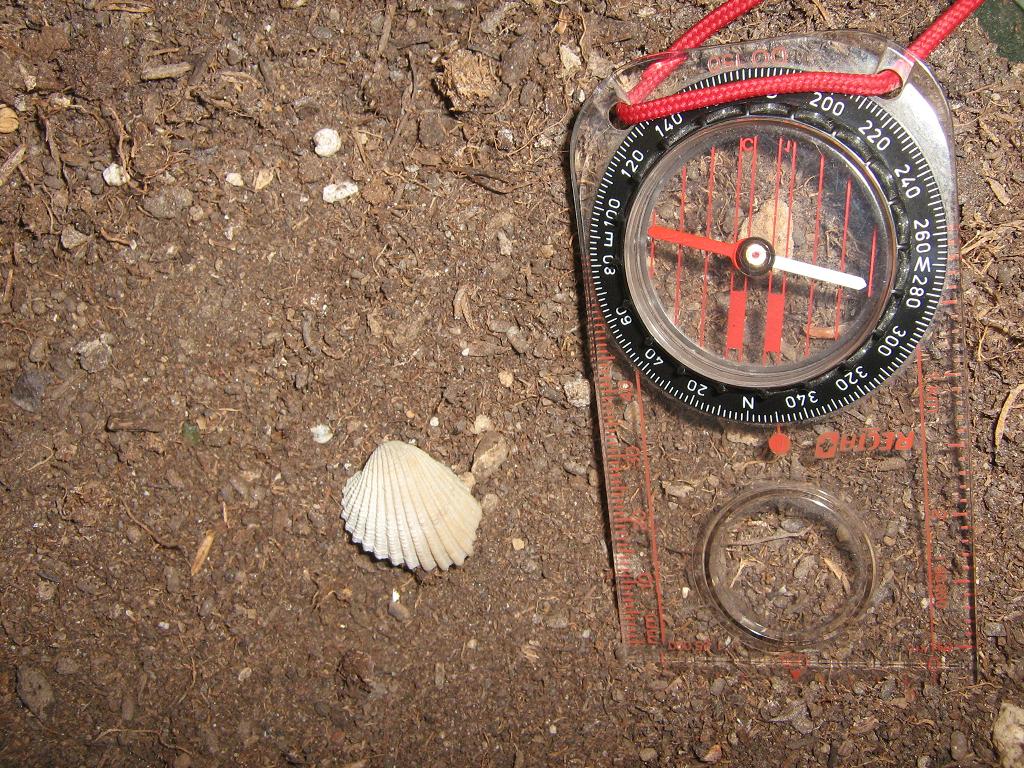 Identificazione fossile bivalve