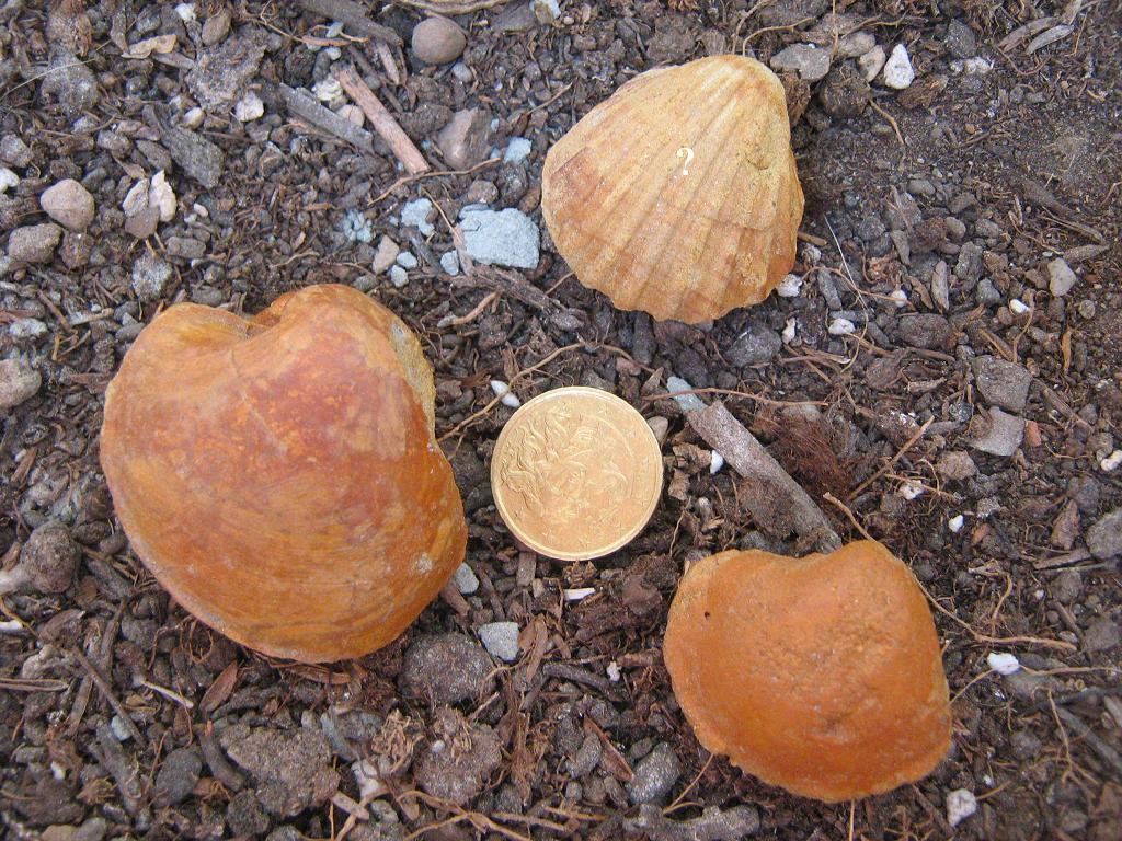 conchiglie pliocene biellese