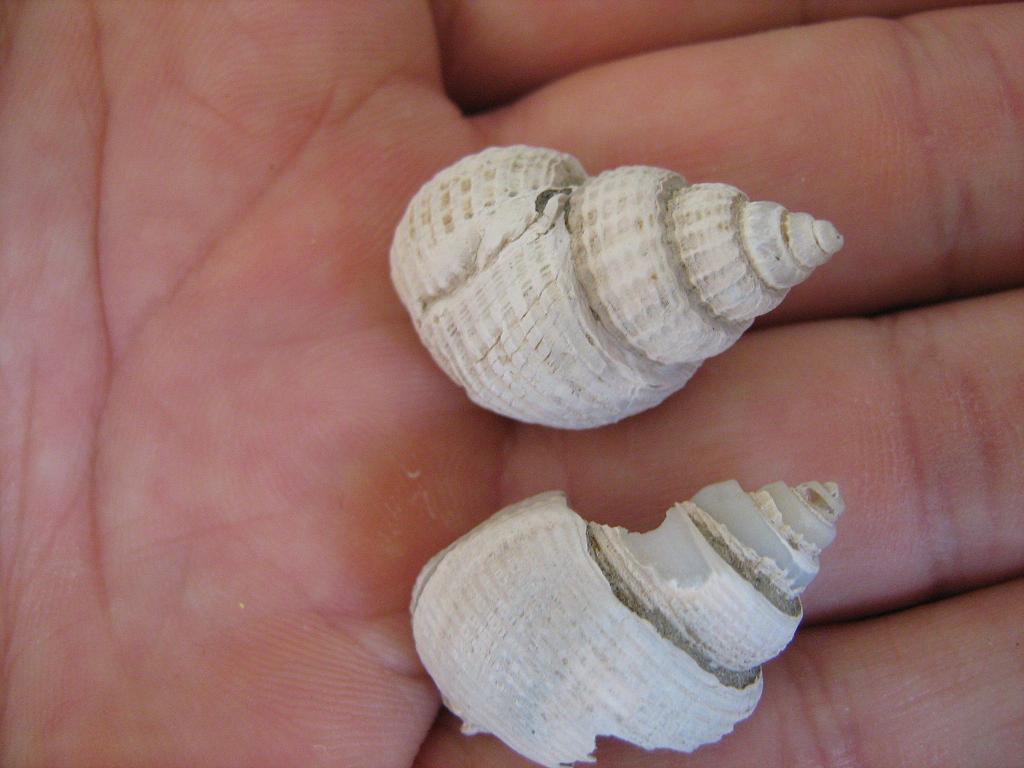 id pliocene biellese