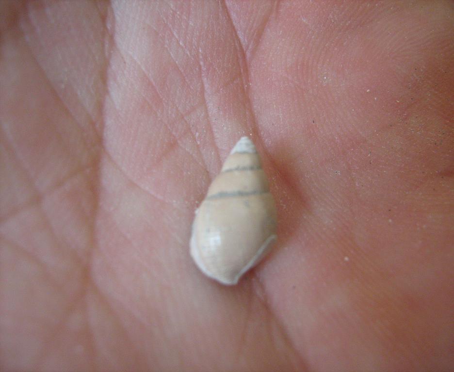 gasteropode pliocene biellese - Nassarius sp.