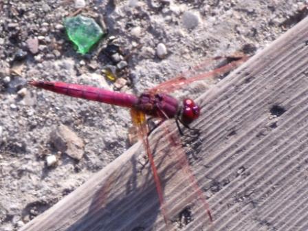 Libellula rossa romana