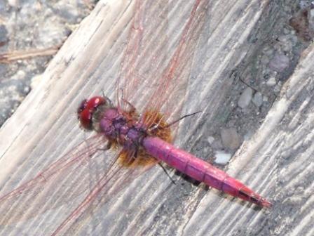 Libellula rossa romana