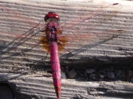 Libellula rossa romana