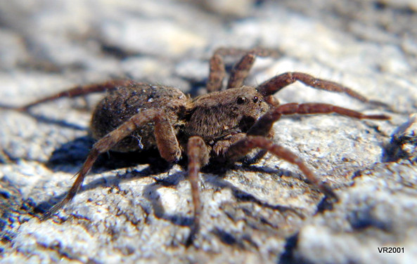 Lycosidae