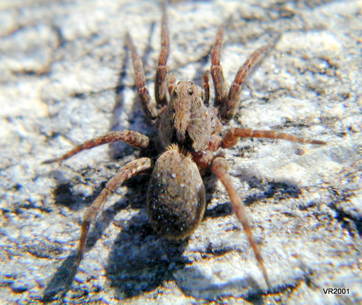 Lycosidae