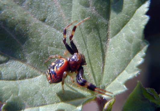 Synaema globosum