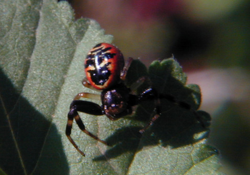 Synaema globosum