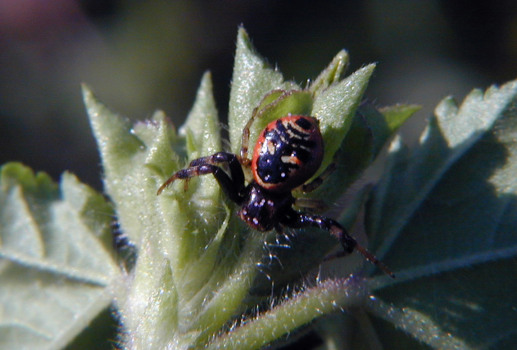 Synaema globosum