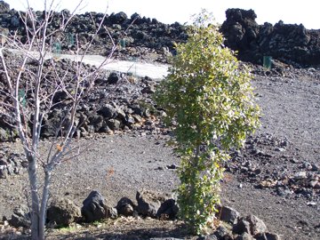 Quercus ilex / leccio