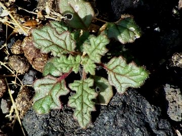 Con odore tra gradevole e sgradevole - Chenopodium botrys