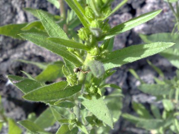 Una Asteracea sulla strada -Dittrichia viscosa