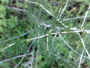 Asparagus albus