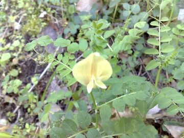 Vicia grandiflora