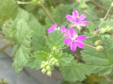 Erodium malacoides