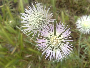 Galactites elegans