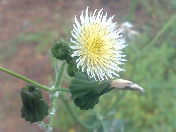 Sonchus oleraceus