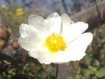 Rassomiglia a una Rosa canina - Cistus salviifolius