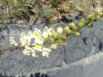 Antirrhinum siculum / Bocca di leone sicilana