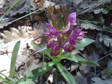 Orchidea dell''Etna