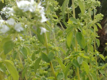 Origanum vulgare s.l.