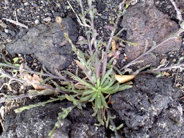 Jasione montana