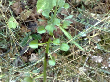 Frutto di una Liliacea? Muscari spp.