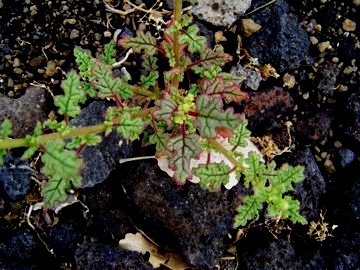 Con odore tra gradevole e sgradevole - Chenopodium botrys