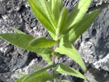 Una Asteracea sulla strada -Dittrichia viscosa