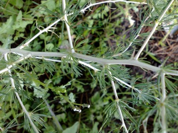 Asparagus albus