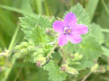 Erodium malacoides