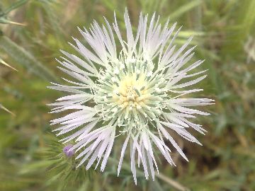 Galactites elegans