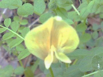 Lathyrus annuus / Cicerchia pallida