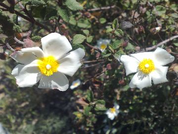 Rassomiglia a una Rosa canina - Cistus salviifolius