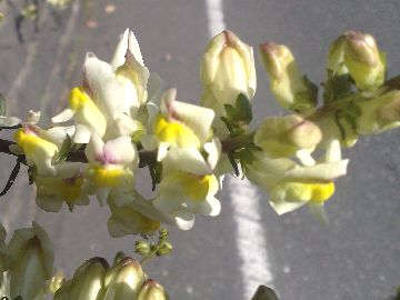 Antirrhinum siculum / Bocca di leone sicilana