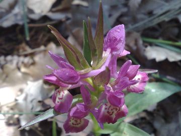 Orchidea dell''Etna