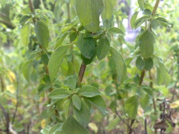 Origanum vulgare s.l.