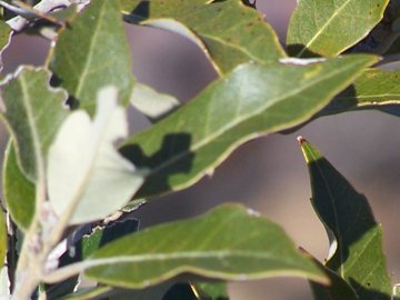 Quercus ilex / leccio